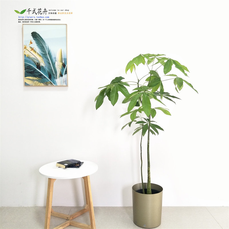 南宁千式花卉发i财树室内客厅美植物盆栽办公室绿植观叶个性造型,淘宝优惠券,粉丝福利购,淘宝优惠卷