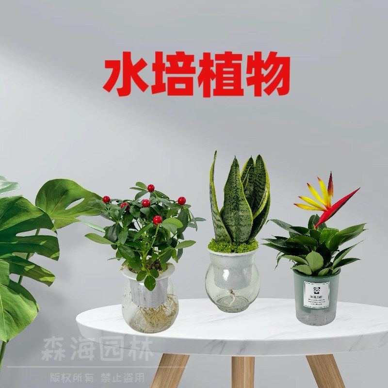 水培虎皮兰鸭脚木发财树白掌好养懒人G植物塑料花盆自动吸水全透,淘宝优惠券,粉丝福利购,淘宝优惠卷