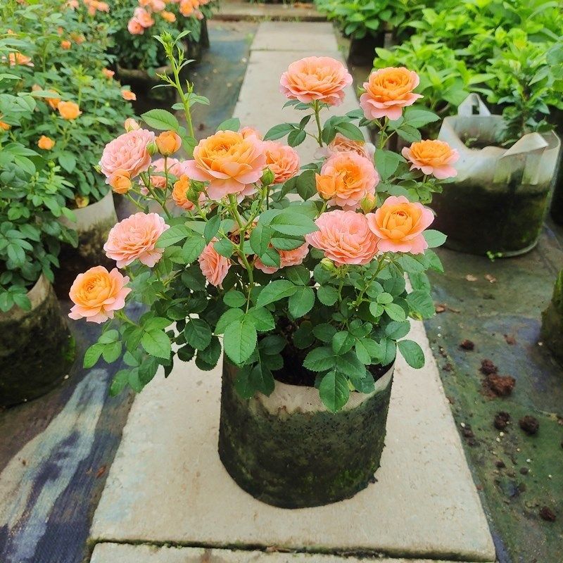 新品灌木月季盆栽果汁阳台母本大苗多季勤开多头S包子耐寒耐热易,淘宝优惠券,粉丝福利购,淘宝优惠卷