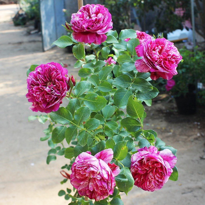 欧月无刺伊蕾莎斯特爬藤月季蔷薇花苗多花蔷薇月季花X苗庭院盆栽,淘宝优惠券,粉丝福利购,淘宝优惠卷