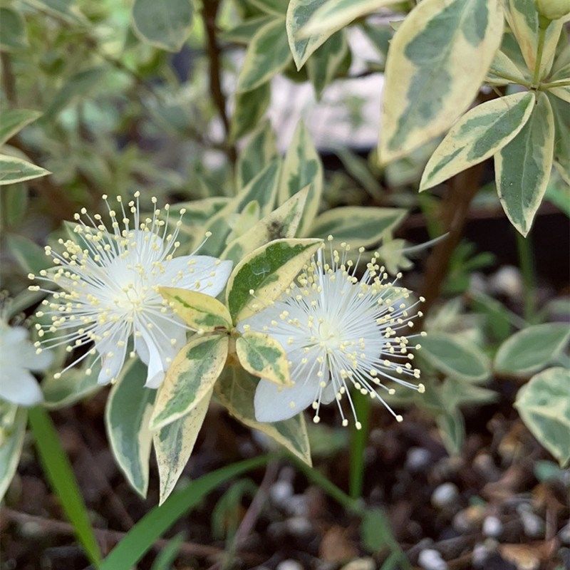 花叶香桃木盆栽爱神木四季常绿耐热耐寒木本庭P院阳台观叶观花植,淘宝优惠券,粉丝福利购,淘宝优惠卷