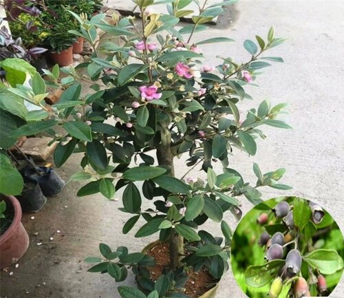 桃金娘山捻子树苗四季种植观赏别墅庭院阳台花树常青绿化盆栽绿植 - 图2