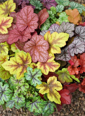 地被植物矾根e花苗室外田园盆栽庭院观叶草花户外地栽绿植花卉耐