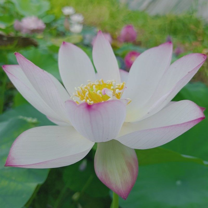 碗莲逸仙莲大型品种花单瓣u白色尖红易结实丰花三十五以上直径容,淘宝优惠券,粉丝福利购,淘宝优惠卷