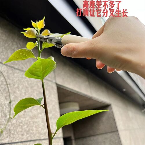 飘枝三角梅细高杆造型垂枝爬藤庭院G阳台爬墙花卉四季开花好养活 - 图0