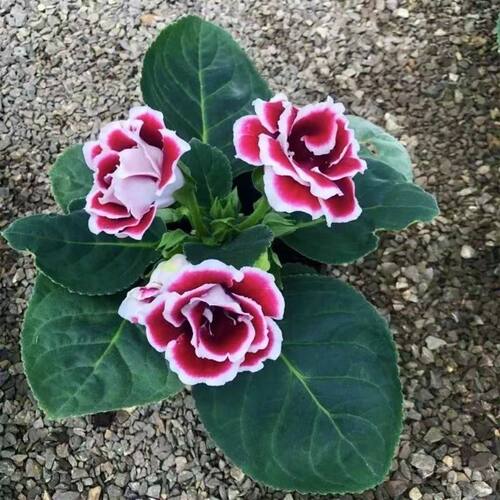 一颗包邮重瓣大岩桐盆栽带花苞发货芙蓉花带花苞发货室内室内好养 - 图1
