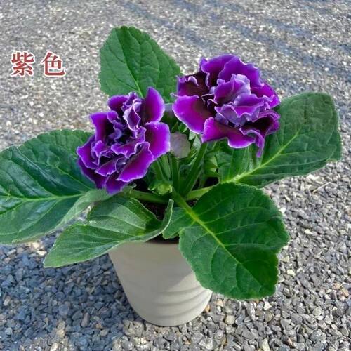 一颗包邮重瓣大岩桐盆栽带花苞发货芙蓉花带花苞发货室内四季 - 图0