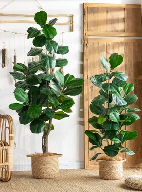 仿真绿色植物植物琴叶榕大型仿生假绿植F盆栽室内客厅落地装饰盆