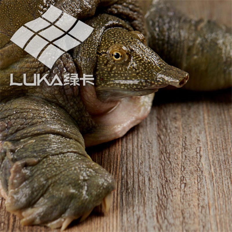 【2斤尝鲜】绿卡3年外塘生态放养中华鳖鲜活食用甲鱼活体优质王八,淘宝优惠券,粉丝福利购,淘宝优惠卷