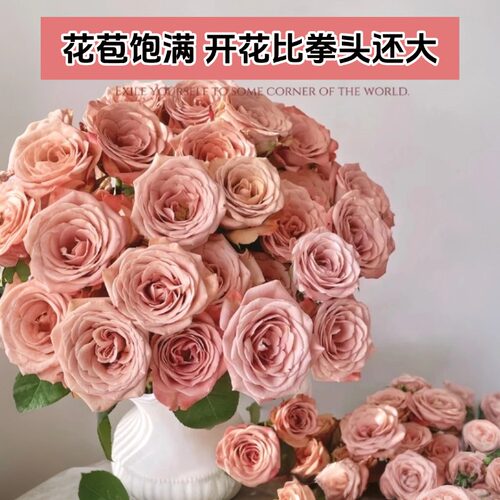 云南新鲜玫瑰花鲜花速递同城配送基地直发插花家用生日花束顺丰 - 图1