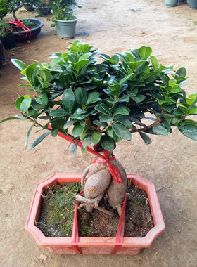 耐阴花木绿植榕树室内桌面小榕树发财树花卉人参榕大型盆景带盆栽