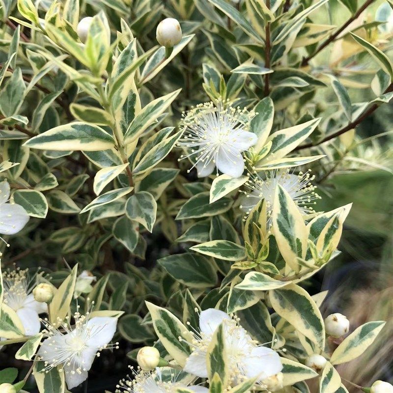 花叶香桃木花苗盆栽 爱神木 茂树 E阳台庭院耐寒耐热花卉四常绿季,淘宝优惠券,粉丝福利购,淘宝优惠卷