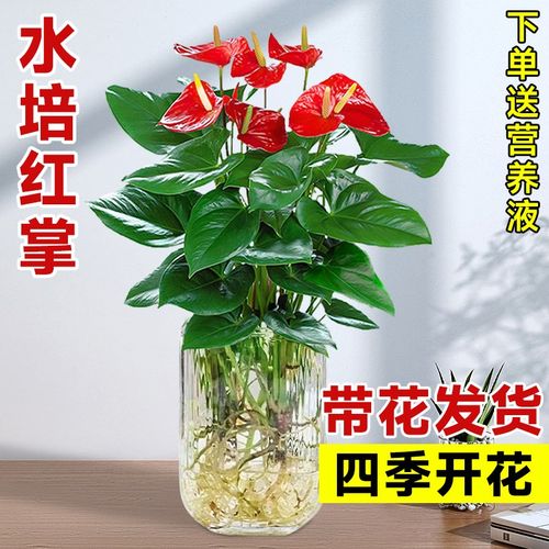 速发水培红掌白掌盆四一帆风顺花植植物室内好养绿卉办公室栽季开 - 图3
