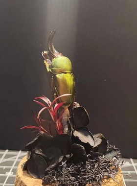 印尼鲜艳金锹长牙标本飞行的宝石小众收藏L礼物真昆虫艺术玻璃罩
