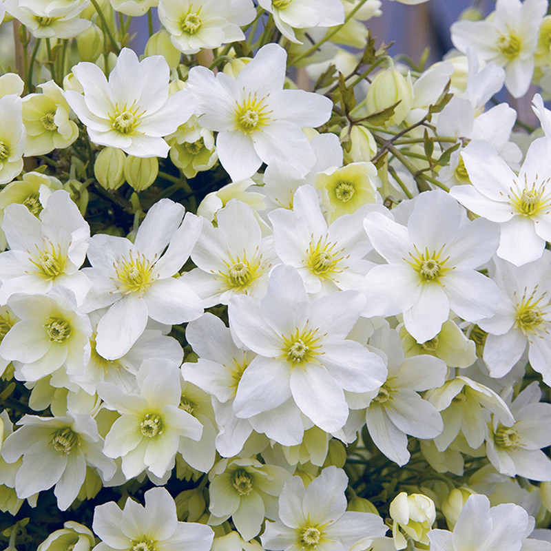 银币雪崩铁线莲花l苗爬藤常绿植物盆栽花架窗台阳台攀援可垂吊花,淘宝优惠券,粉丝福利购,淘宝优惠卷