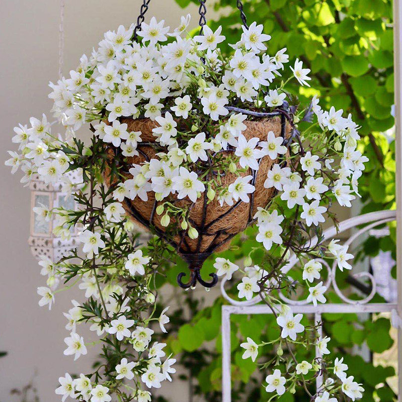 银币雪崩铁线莲花l苗爬藤常绿植物盆栽花架窗台阳台攀援可垂吊花,淘宝优惠券,粉丝福利购,淘宝优惠卷