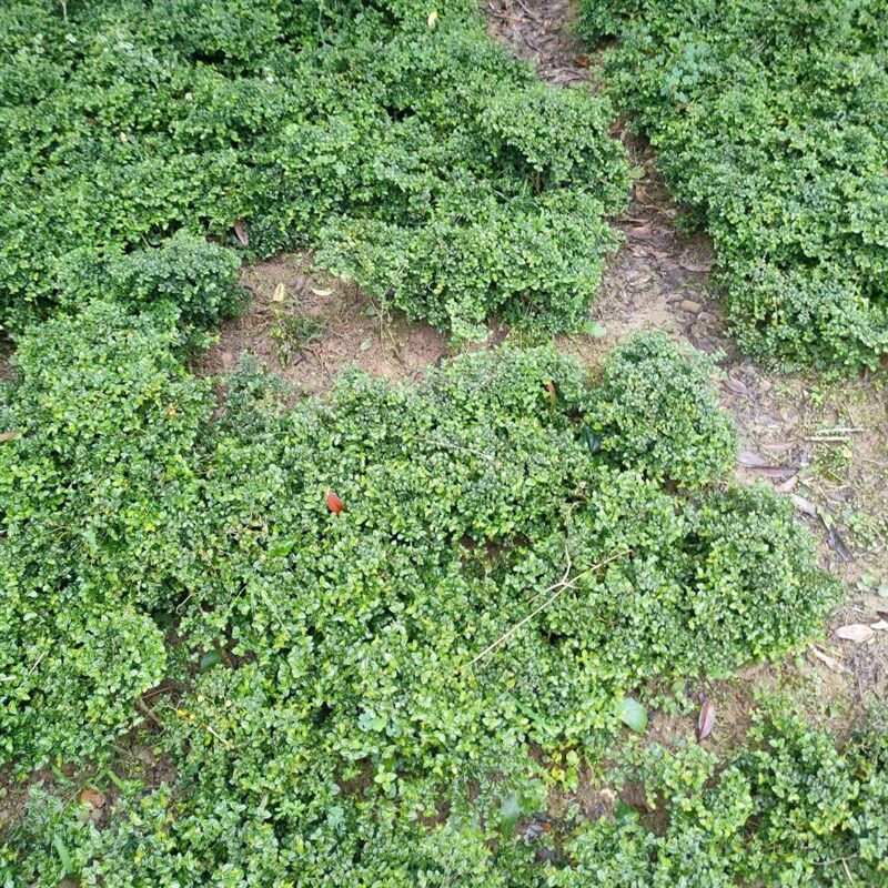 黄山小叶虎刺盆景R 根系发达,淘宝优惠券,粉丝福利购,淘宝优惠卷