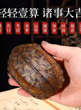 好货乌龟壳真龟甲文玩六爻摇卦工具乾隆铜钱手把件摆件