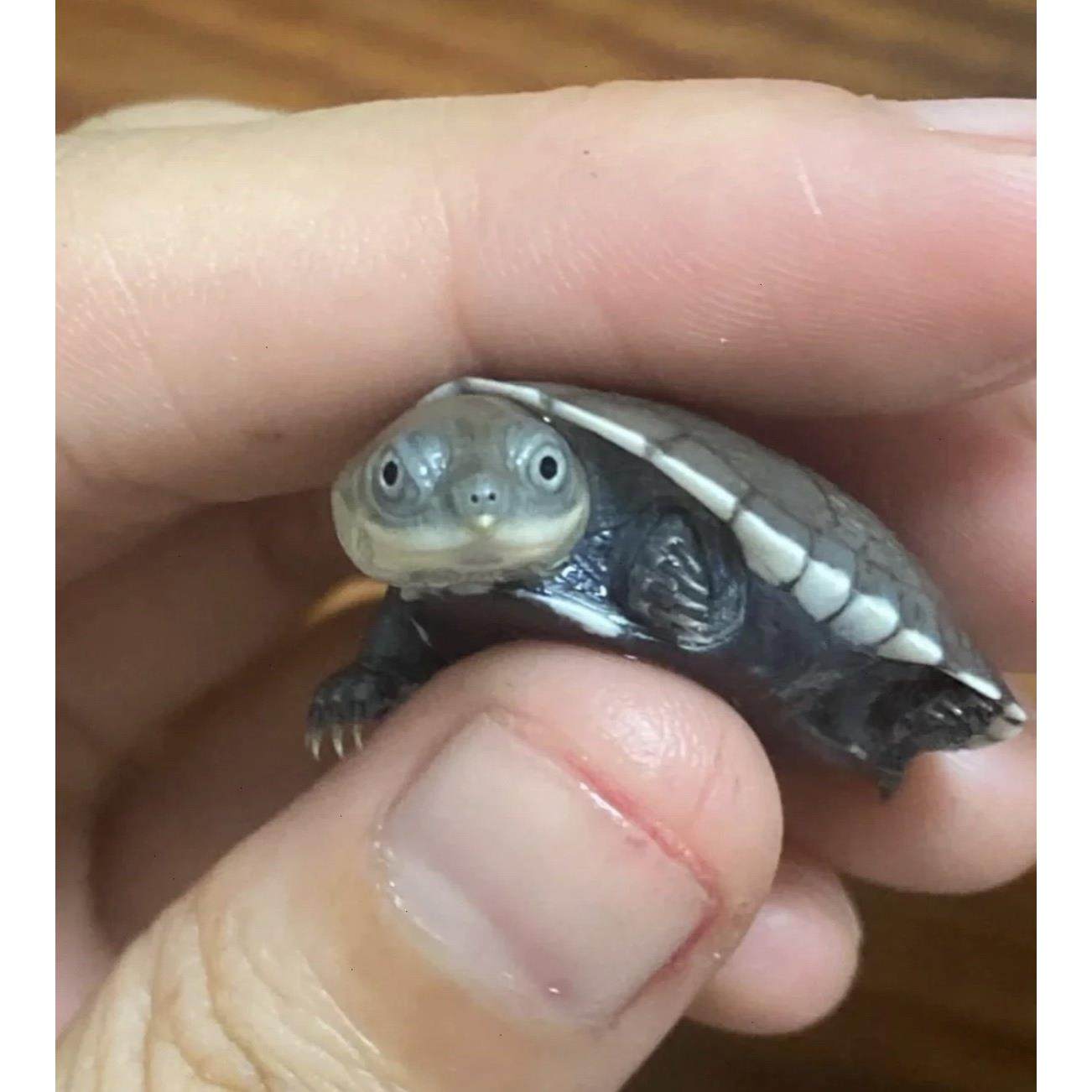 【网红微笑龟】沼泽猪龟苗活体沼泽侧颈龟活体西非龟苗活体宠物龟,淘宝优惠券,粉丝福利购,淘宝优惠卷