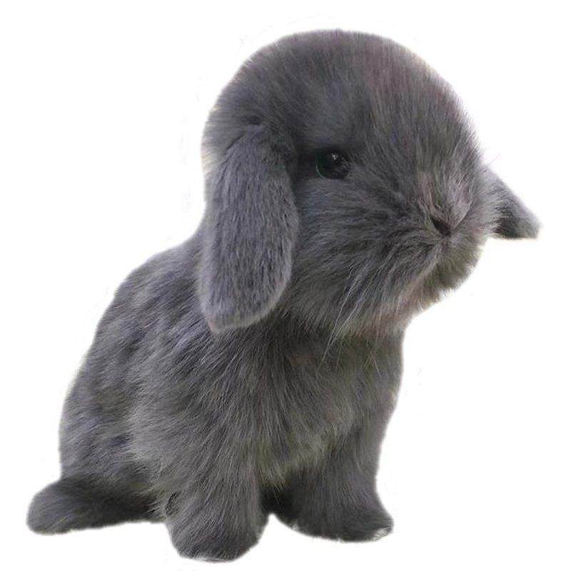 垂耳兔子活物迷你宿舍宠物兔小鹿霜白道奇进口血统小型侏儒兔活体,淘宝优惠券,粉丝福利购,淘宝优惠卷