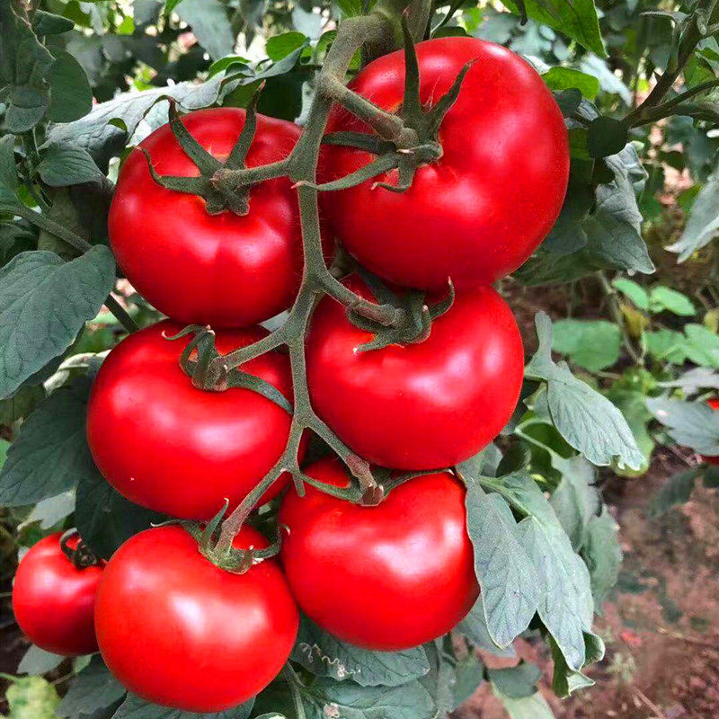 番茄种子西红柿种籽种苗子嫁接苗大红大果四季蔬菜阳台庭院红宝石,淘宝优惠券,粉丝福利购,淘宝优惠卷