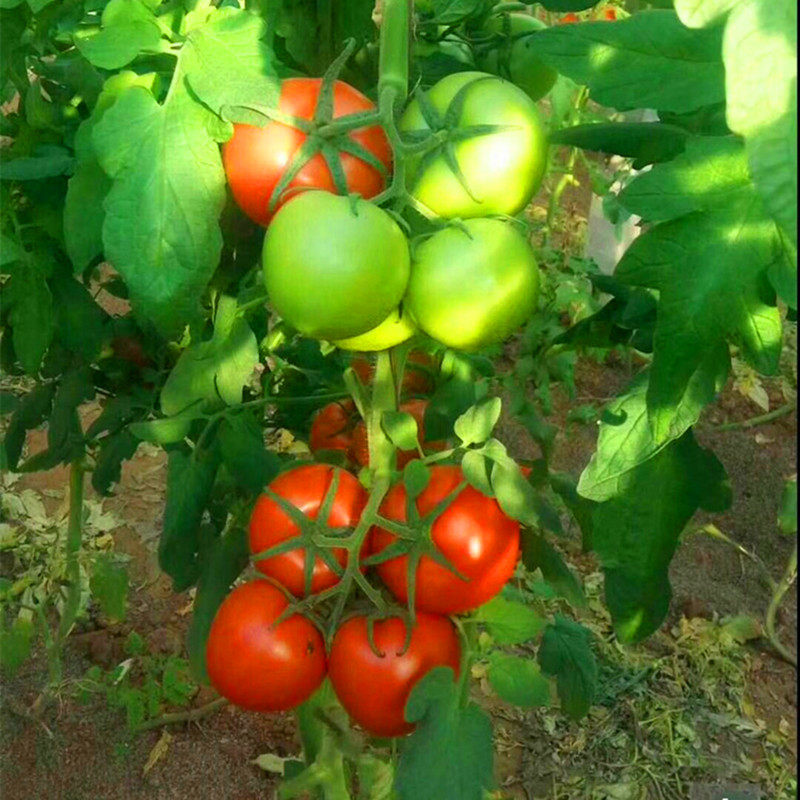番茄种子西红柿种籽种苗子嫁接苗大红大果四季蔬菜阳台庭院红宝石,淘宝优惠券,粉丝福利购,淘宝优惠卷