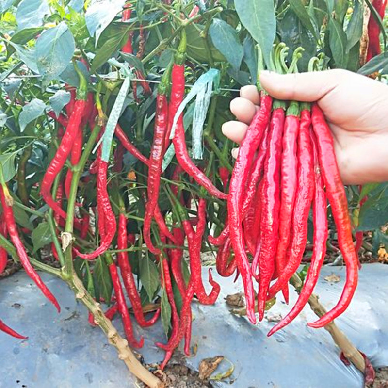 二荆条二金条红线椒种子美人椒辣椒种籽青红干椒香辣四季蔬菜种籽,淘宝优惠券,粉丝福利购,淘宝优惠卷