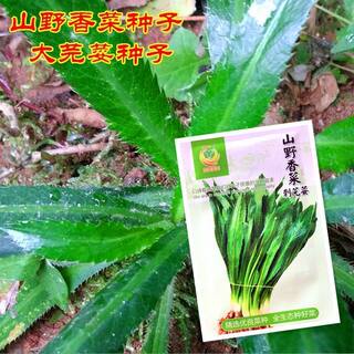 Yunnan wild coriander vegetable seeds