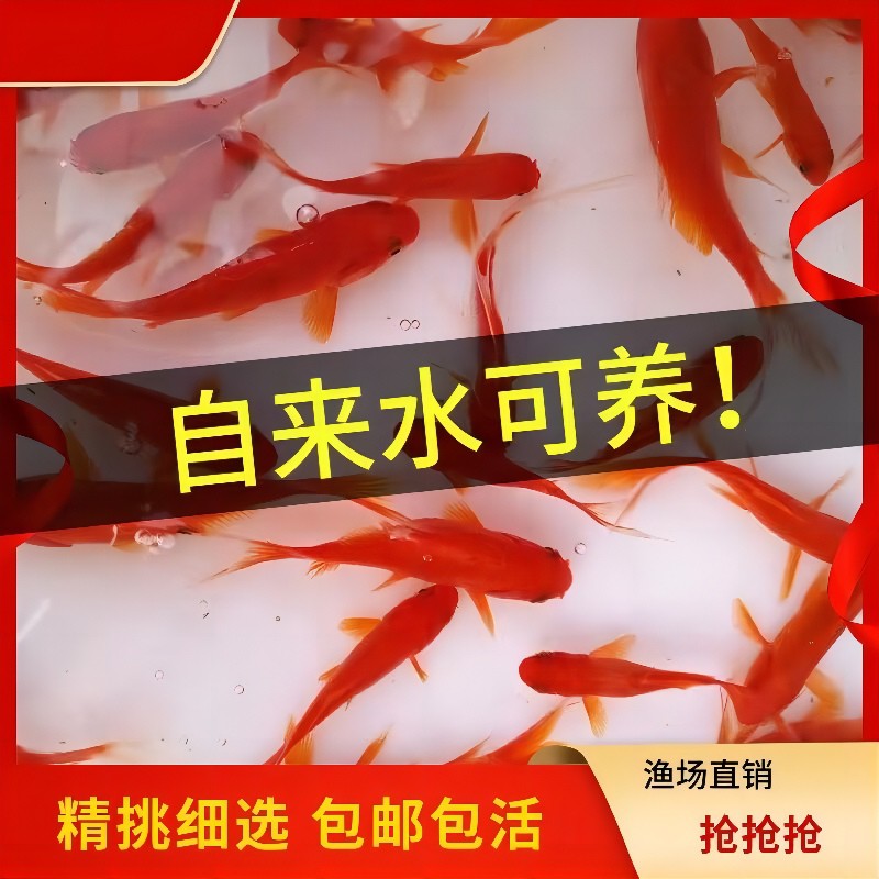 不用打氧的金鱼好养耐活草金鱼淡水冷水观赏鱼自来水活鱼锦鲤鱼苗 - 图1