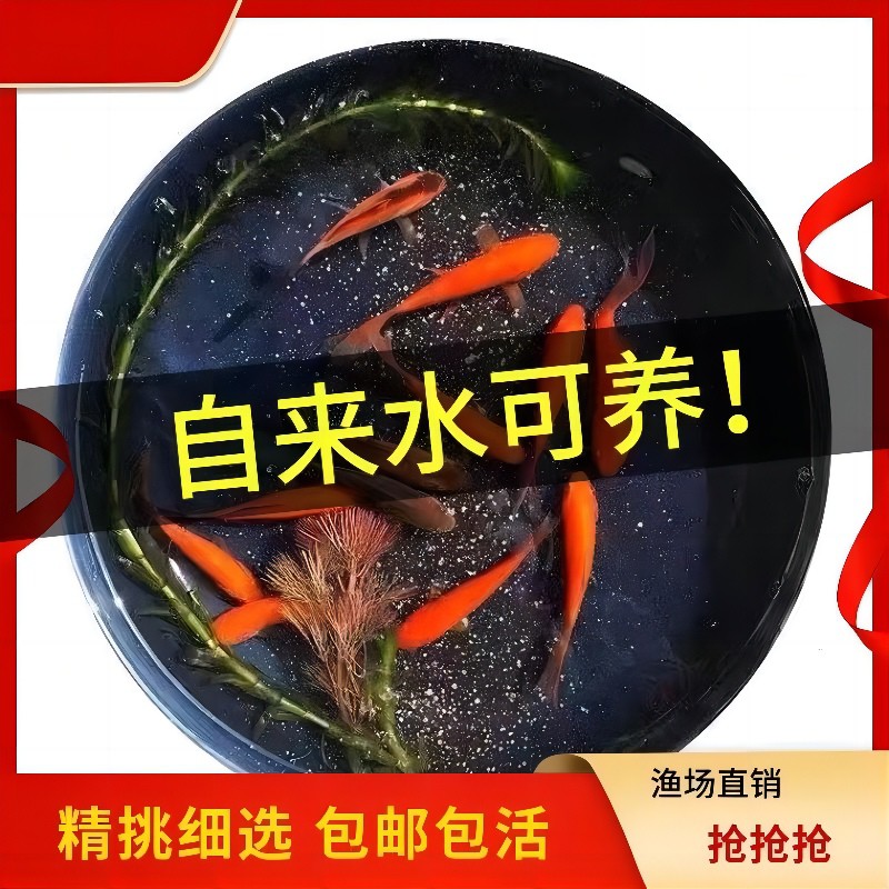 不用打氧的金鱼好养耐活草金鱼淡水冷水观赏鱼自来水活鱼锦鲤鱼苗 - 图2
