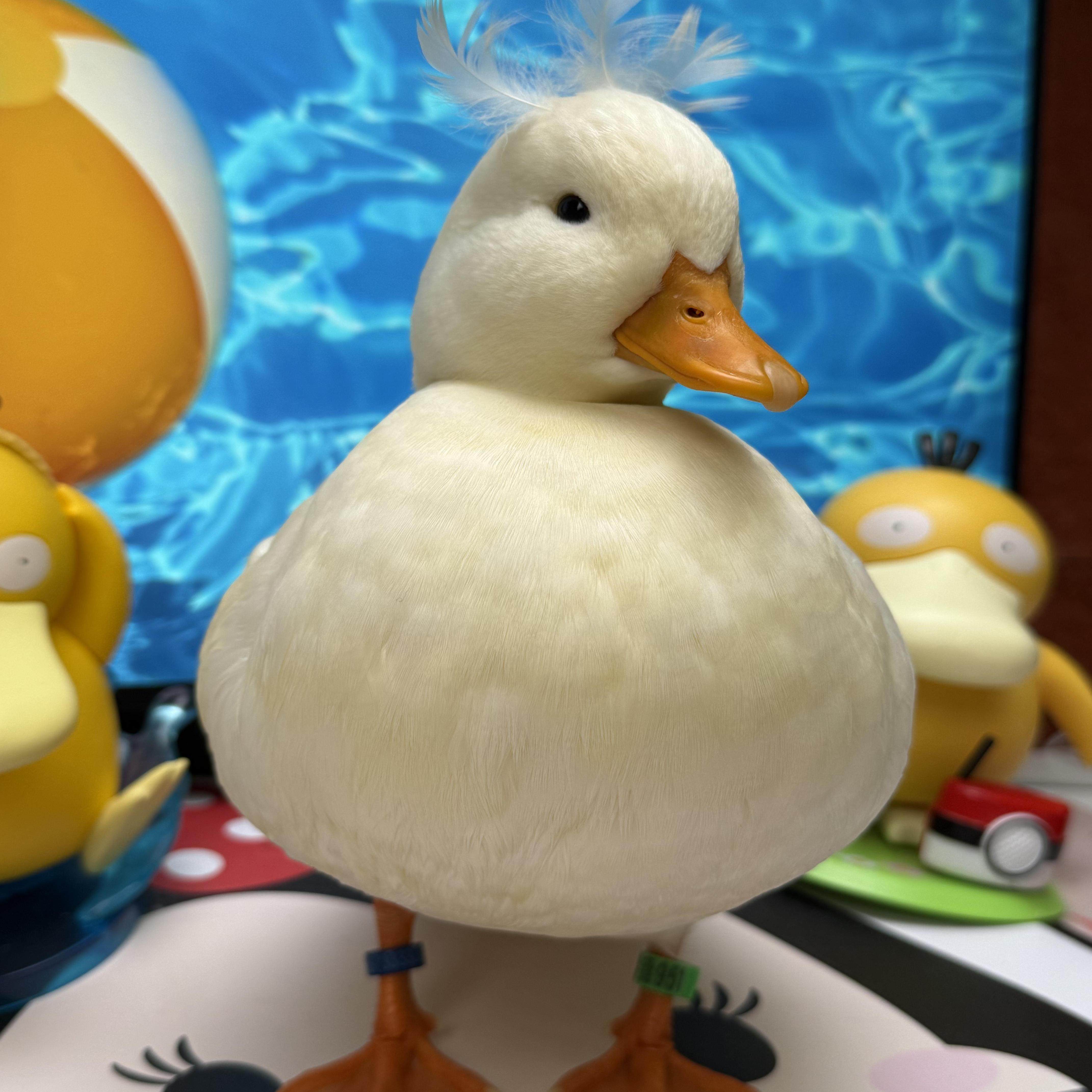 柯尔鸭宠物鸭网红鸭鸭蛋鸭苗青年鸭成年鸭S级种蛋受精蛋,淘宝优惠券,粉丝福利购,淘宝优惠卷