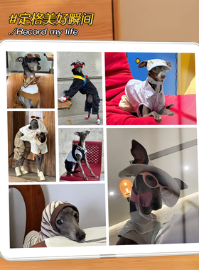 宠物纪念礼品猫咪狗狗相框