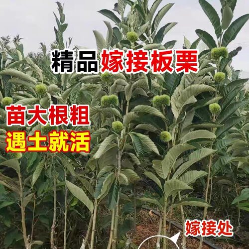 四川板栗树苗大红袍油板栗当年结果盆栽地栽南北庭院种植果树果苗 - 图3