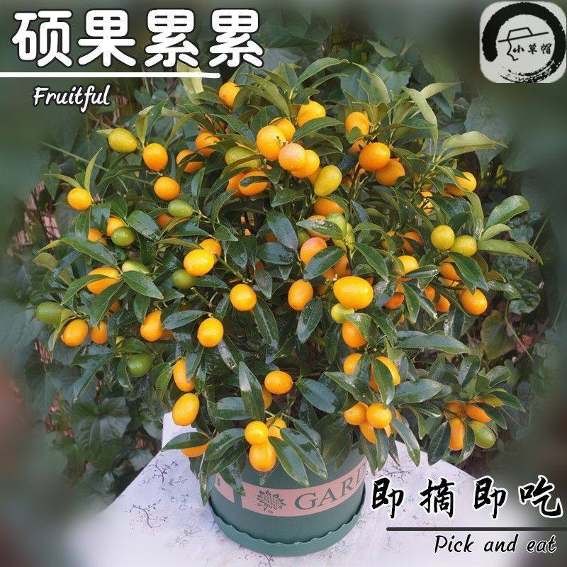 四川成都金桔树苗盆栽带果四季脆蜜金桔食用盆景脆皮金桔树果树苗,淘宝优惠券,粉丝福利购,淘宝优惠卷