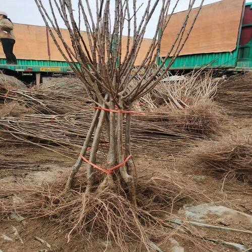 五月脆李子苗嫁接苗特早熟李子苗脱骨李树苗南北方种植盆地栽果苗 - 图2