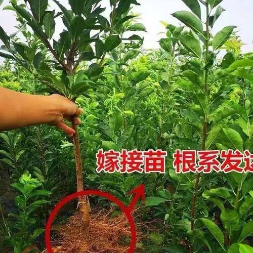 四川晚熟脆红李子树苗嫁接脱骨李子果树苗地栽盆栽南北方种植果苗 - 图3