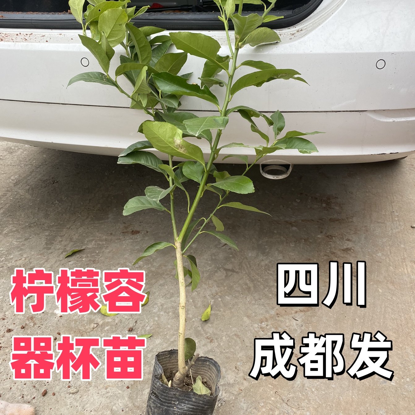 四川成都金桔树苗盆栽带果四季脆蜜金桔食用盆景脆皮金桔树果树苗,淘宝优惠券,粉丝福利购,淘宝优惠卷