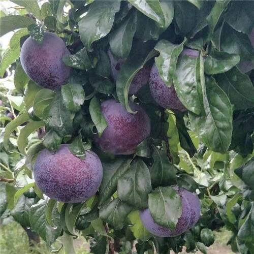 新品种黑布林李子树苗正宗嫁接黑李子苗南北方种植盆地栽果树果苗 - 图3