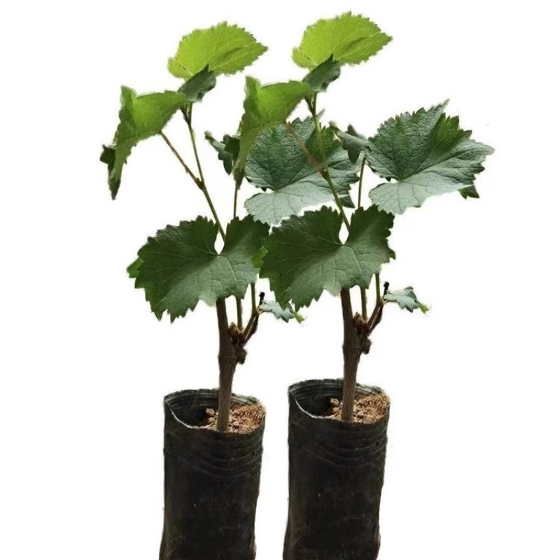 带盆发货】龙泉葡萄树苖巨峰阳光玫瑰葡苗盆栽地栽南北方庭院种植,淘宝优惠券,粉丝福利购,淘宝优惠卷