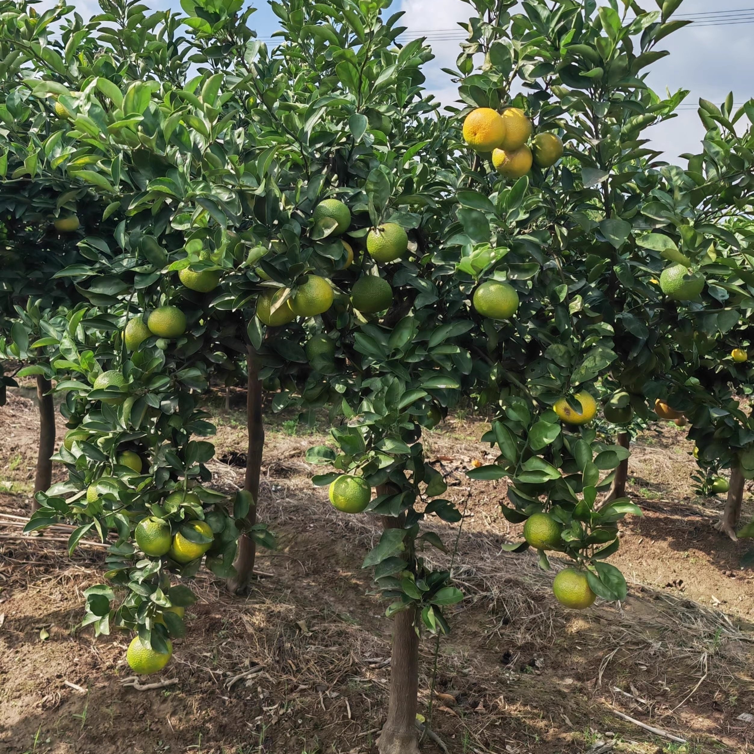 晚熟椪柑苗芦柑树苗 岩溪晚芦 芦柑苗南北方种植盆栽地栽当年结果,淘宝优惠券,粉丝福利购,淘宝优惠卷