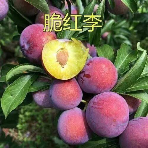 四川晚熟脆红李子树苗嫁接脱骨李子果树苗地栽盆栽南北方种植果苗 - 图0