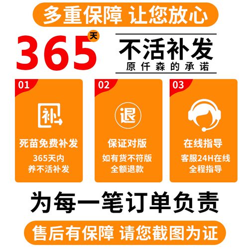 四川正宗嫁接东魁杨梅树树苗杨梅苗南北方种植地栽果树苗当年结果 - 图3