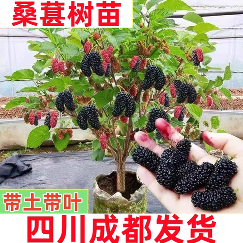 四川长果桑葚树苗果树果苗地盆栽南北方种植大叶黑桑树苗桑葚树苗 - 图2