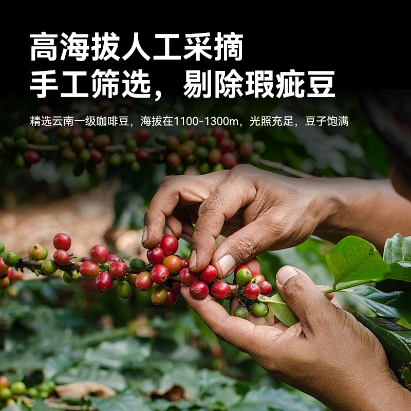 野虎咖啡豆新鲜烘焙阿拉比卡深度烘焙精品意式拼配云南咖啡豆500g