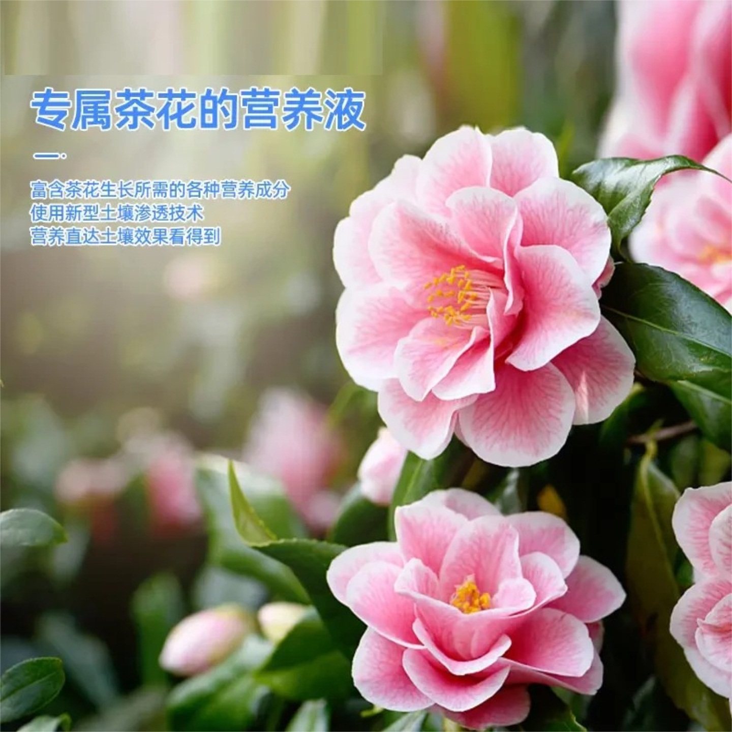 家庭园艺养花适用的茶花营养液水溶肥生长配方植株健壮促进开花,淘宝优惠券,粉丝福利购,淘宝优惠卷