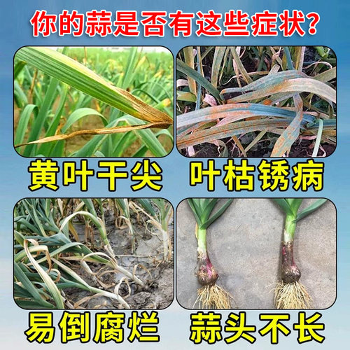 兆如丰禾云乐收大蒜4遍药防冻杀菌根腐植物生长调节剂反青抽薹膨 - 图2