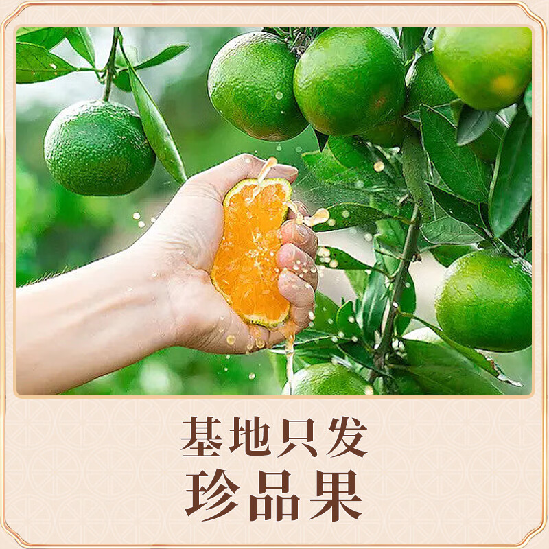云南哀牢山冰糖橙新鲜水果9斤当季手剥橙子冰糖甜橙孕妇整箱包邮5