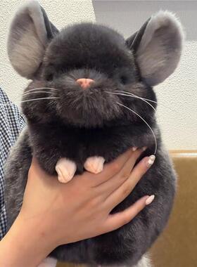 日本KUSUGURU仿真龙猫抱睡毛绒玩偶可爱治愈系萌陪伴安抚摆件礼物