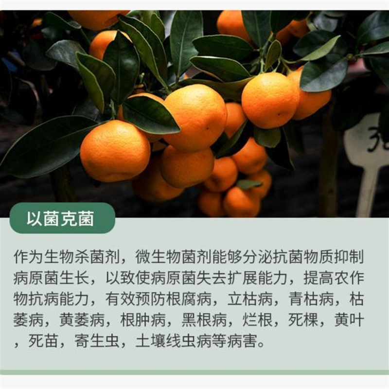 防根腐套餐枯草芽孢杆菌哈慈木霉菌微生物菌剂矿源黄腐酸钾包邮 - 图1