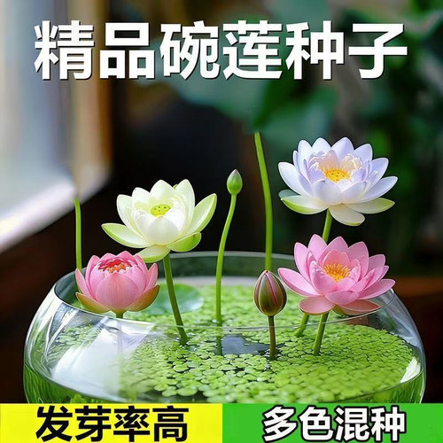 【水培开花】莲花懒人水养开花碗莲水培植物荷花阳台和鱼共养 - 图0